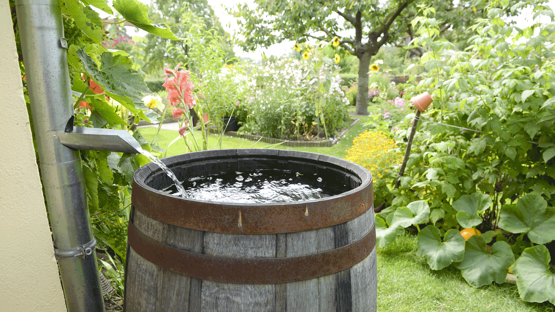 Rain Barrel