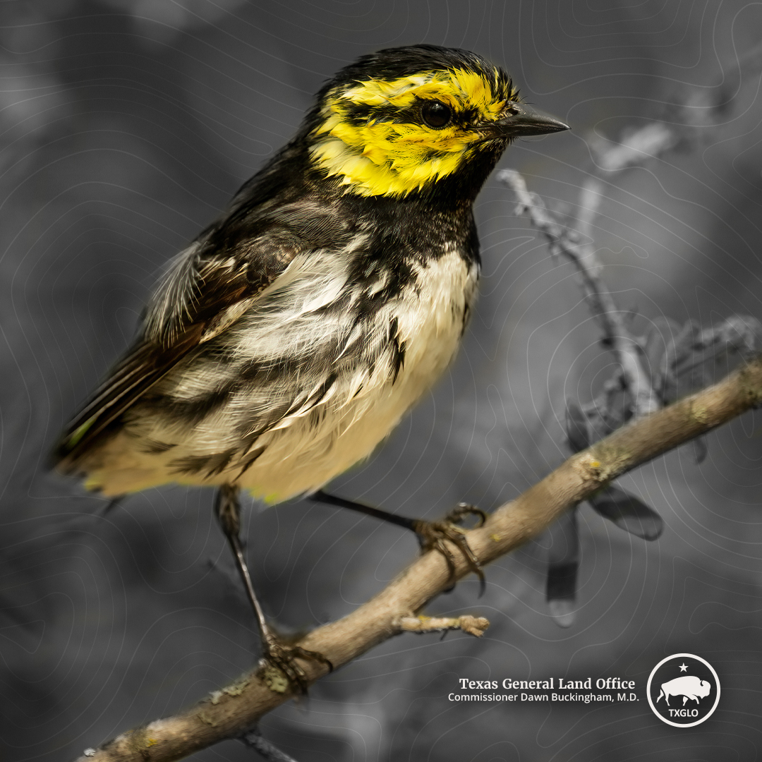 The Golden-Cheeked Warbler has been listed as an endanged species under the ESA despite evidence showing its population has grown steadily since 1990