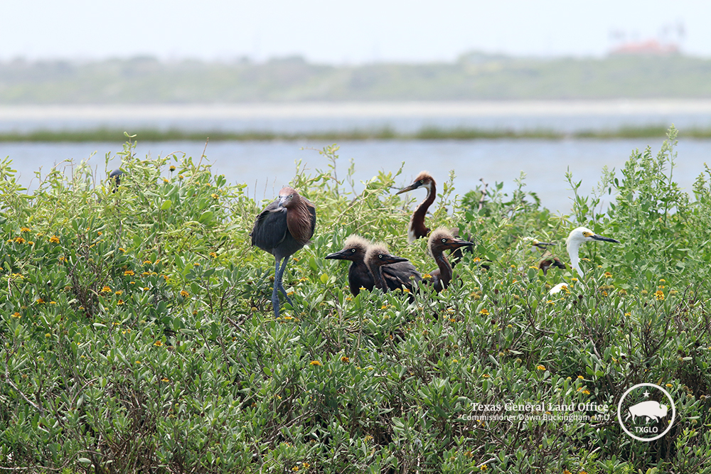 Reddish Egret chicks are guarded by a parent in the Nueces Marsh Restoration islands in Nueces Bay in June 2022