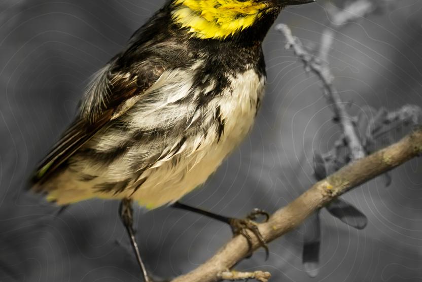 The Golden-Cheeked Warbler has been listed as an endanged species under the ESA despite evidence showing its population has grown steadily since 1990