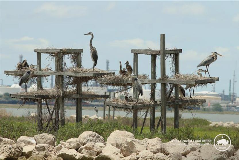 Great Blue Herons with chicks on nest platforms installed by CBBEP on New Island in Nueces Bay in May 2022
