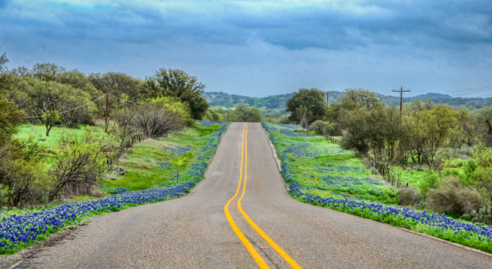 Image of bluebonnet flowers alongside a road
