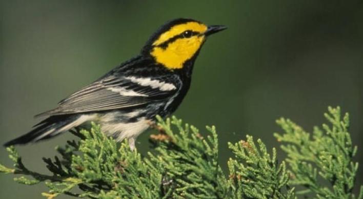 Golden Cheeked Warbler