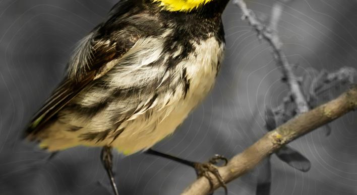 The Golden-Cheeked Warbler has been listed as an endanged species under the ESA despite evidence showing its population has grown steadily since 1990