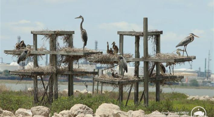 Great Blue Herons with chicks on nest platforms installed by CBBEP on New Island in Nueces Bay in May 2022