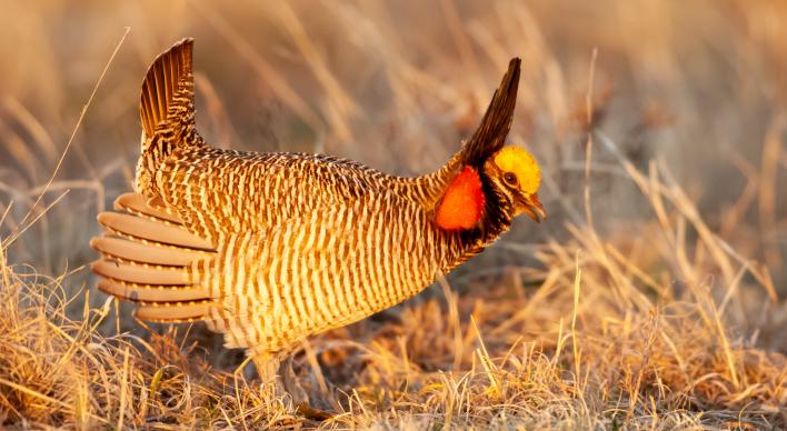 The Lesser Prairie-Chicken
