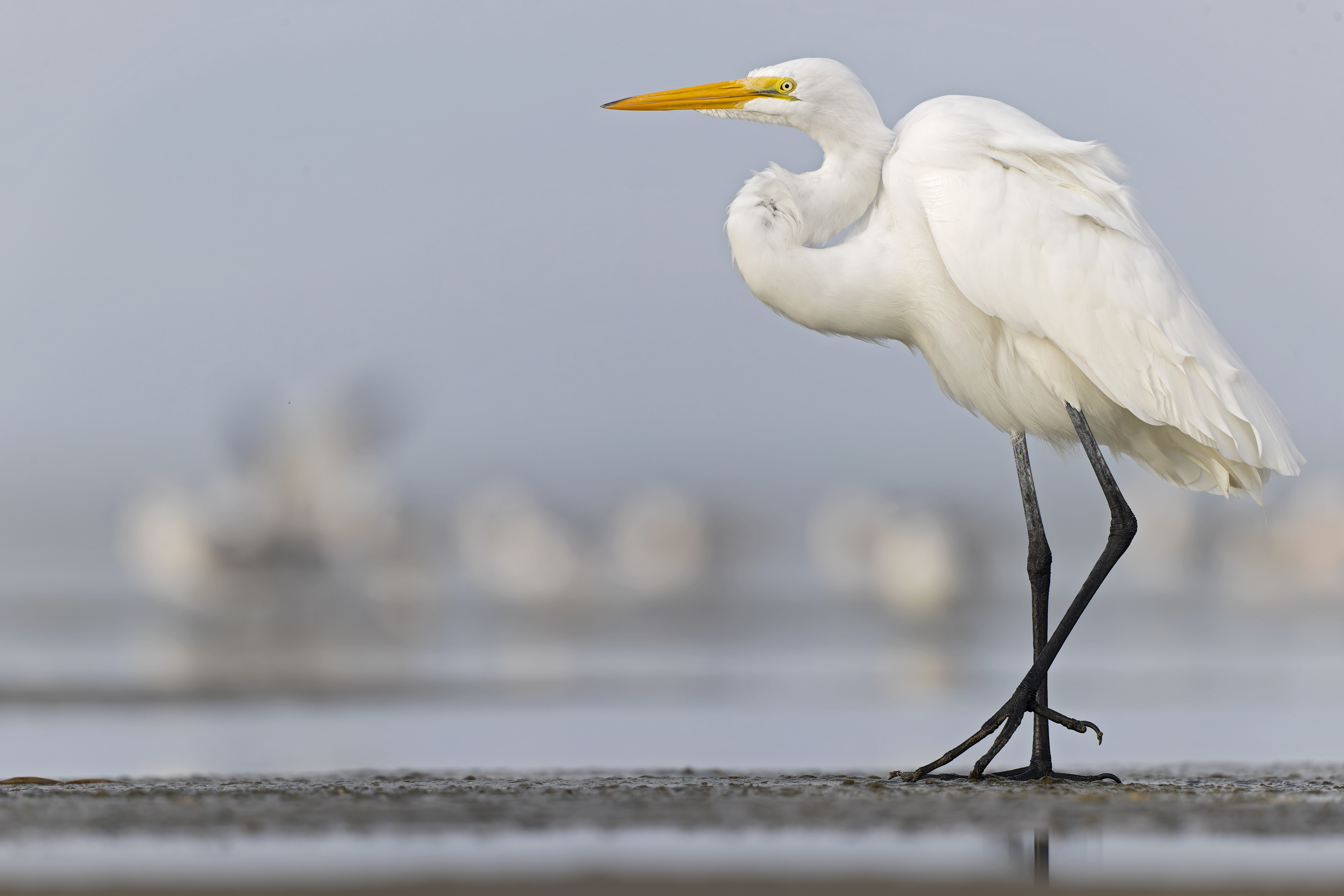 A large great egret (Ardea alba) resting on the Texas beach