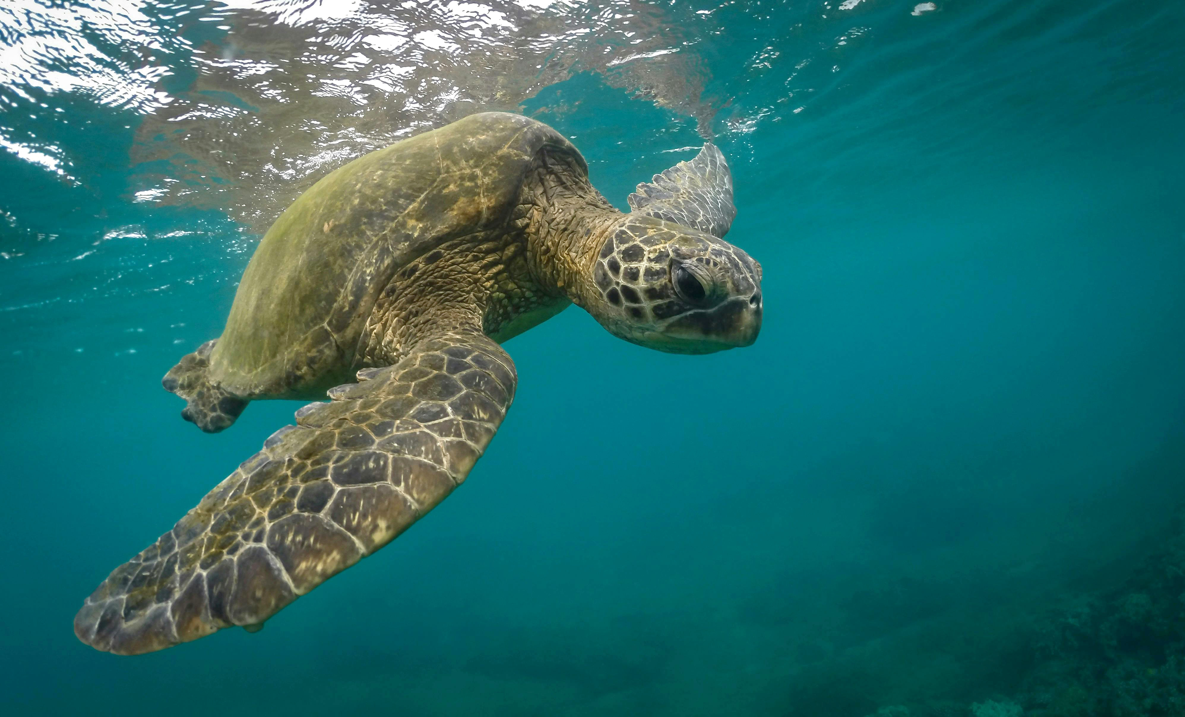 L_coast_seaturtle
