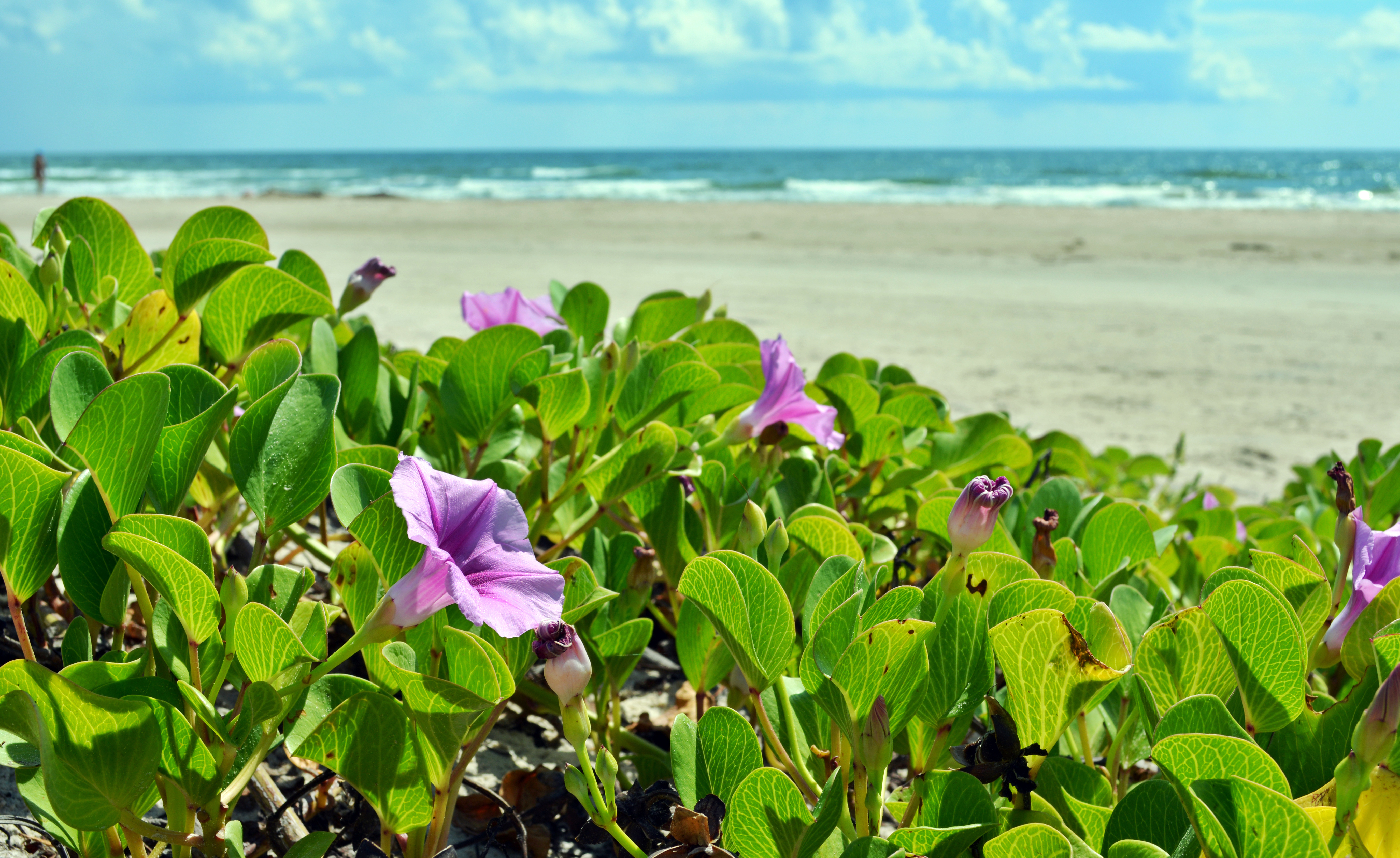 L_coastal_Learningresources