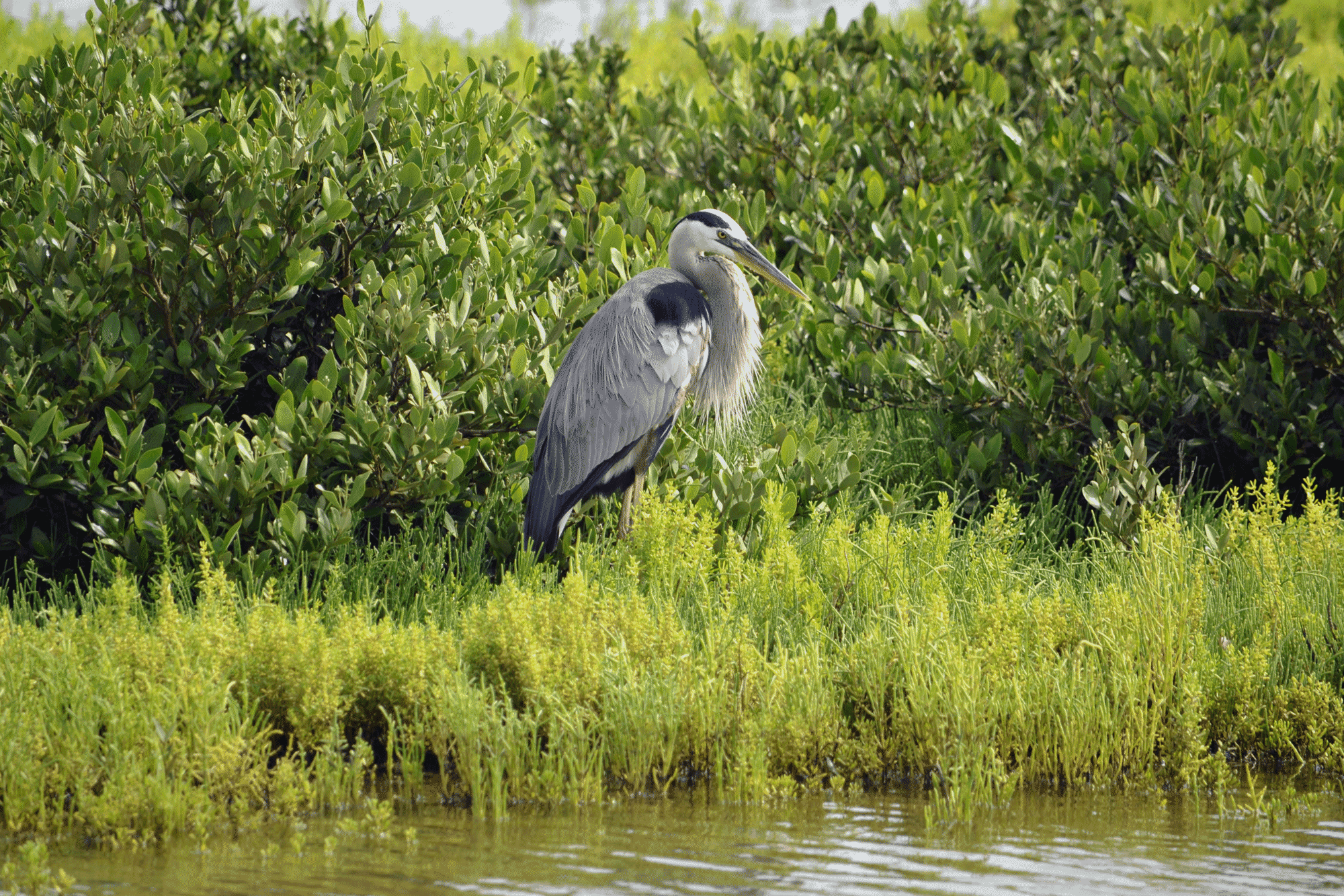 L_great-blue-heron.png
