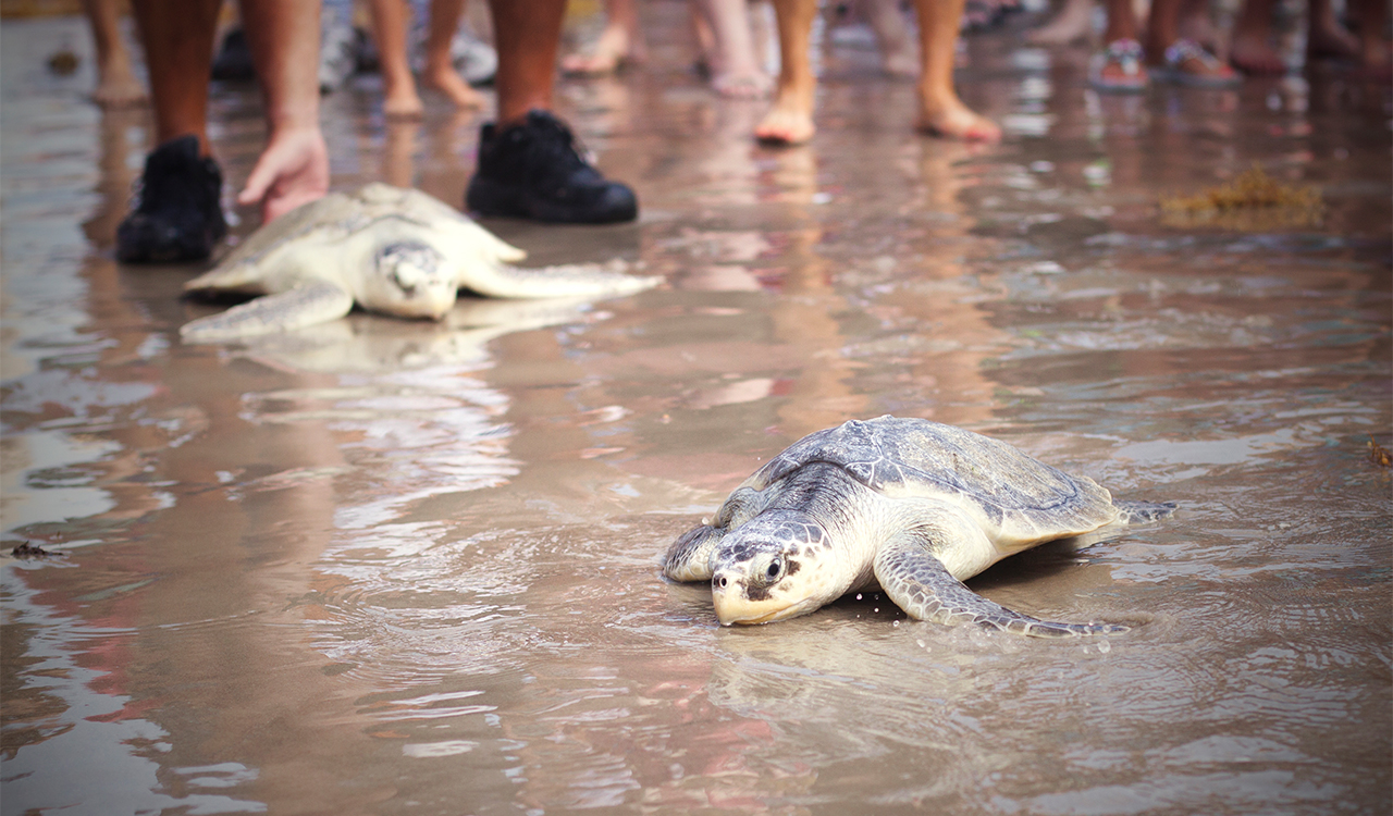 Two turtles on the shore of a beach