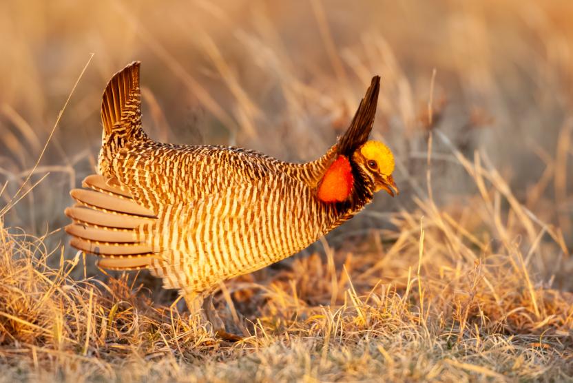 The Lesser Prairie-Chicken
