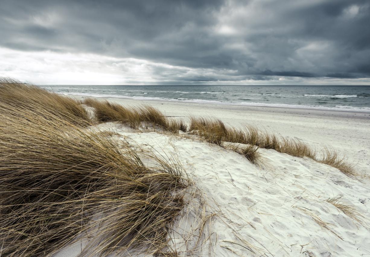 Coastal grasses on dunes getting blown in the wind with a storm brewing over the ocean.