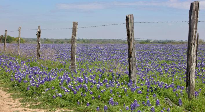 A field of bluebonnets with a barbwire fence with partly cloudy sky.