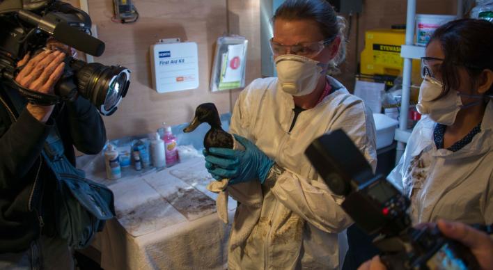Two oil spill specialists holding up a cleaned duck to a camera man.