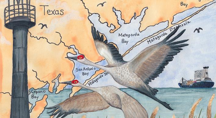 Illustration of a map of the Texas Coast with 2 cranes flying, a light and the Lexington